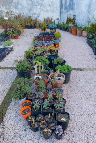 Plant cultivation in the garden of Capodimonte park in Naples, Italy.