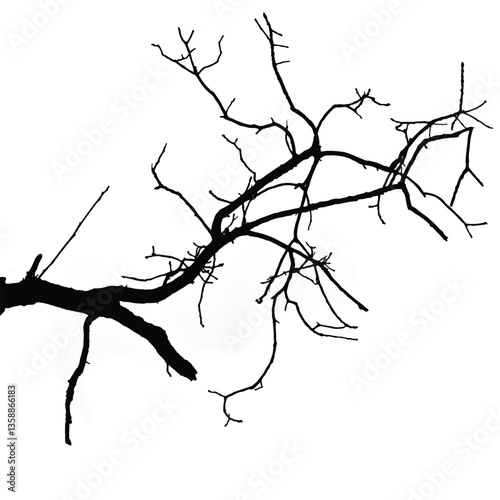 Silhouettes of bare tree with branches isolated on white. Black and white vector illustration
