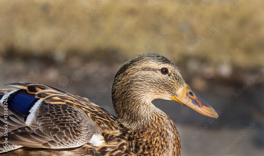 Fototapeta premium Female mallard duck on frozen lake