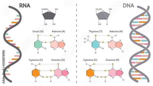 DNA versus RNA genomic educational diagram