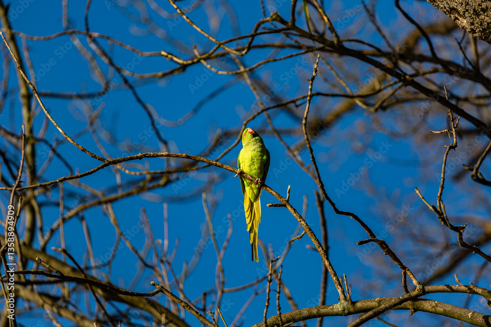 Yellow parrot on branch in winter