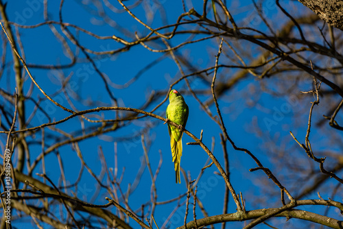 Obraz na płótnie Yellow parrot on branch in winter w salonie