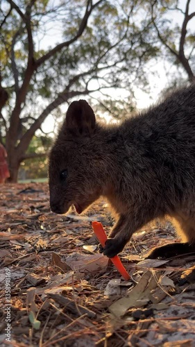 Quokka eats with appetite
