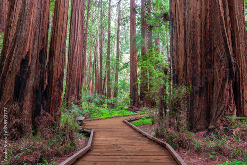 Old Growth Coast Redwood Trees via the Boardwalk Trail. Muir Woods National Monument, Marin County, California, USA.