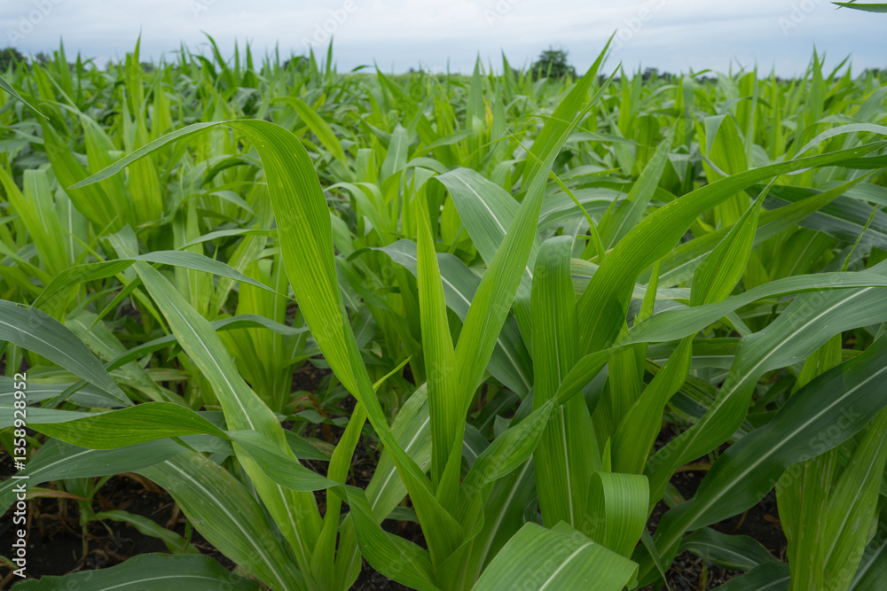 Obraz premium Green Maize Corn Field Plantation in Summer Agricultural Season. Close up of corn on the cob in a field.