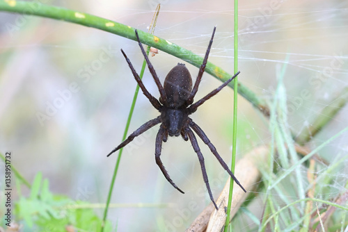 Great raft spider, Dolomedes plantarius, also called  fen raft spider, huge semiaquatic spider from Finland