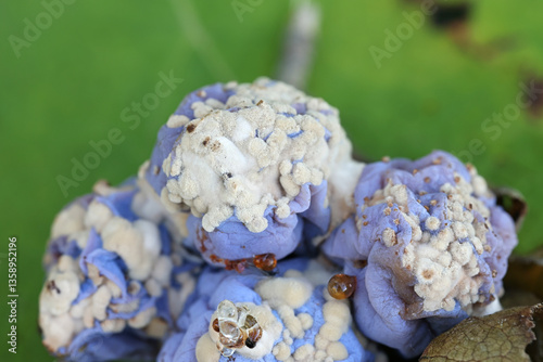 Monilinia fructigena, a plant pathogen causing brown rot blossom blight disease on damson plums, Prunus domestica subsp. insititia