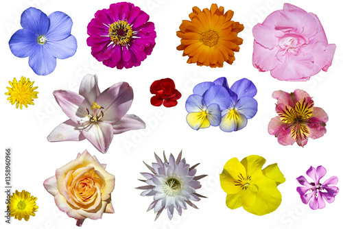 Fondo de flores variadas