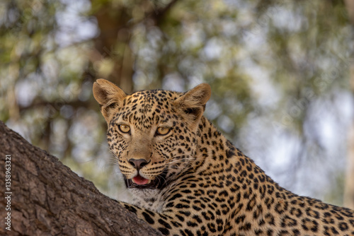 Leopard resting in Chobe, Botswana