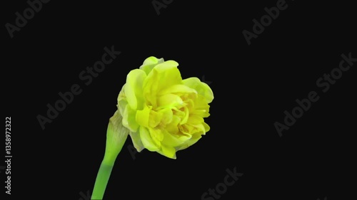 Time lapse of growing and dying narcissus Apotheose