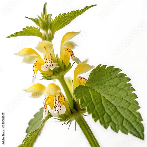 Yellow Archangel