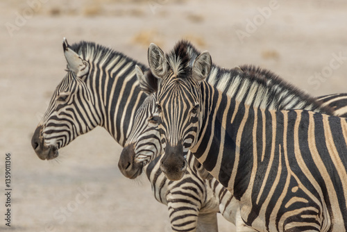 Zebra herd in Chobe, Botswana