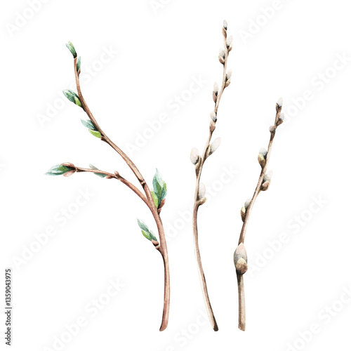 A set of pussy willow, catkins, sallow branches. Hand drawn botanical watercolor illustration isolated on white background. For greeting cards invitation packages.