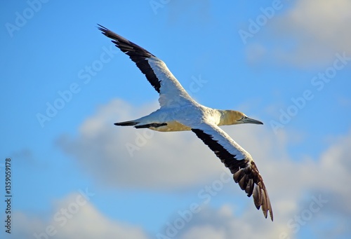 an australasian gannett  in flight  over the muriwai gannet colony at otakamiro point on  muriwai beach on the west coast of the north island of new zealand,  on a sunny summer day photo