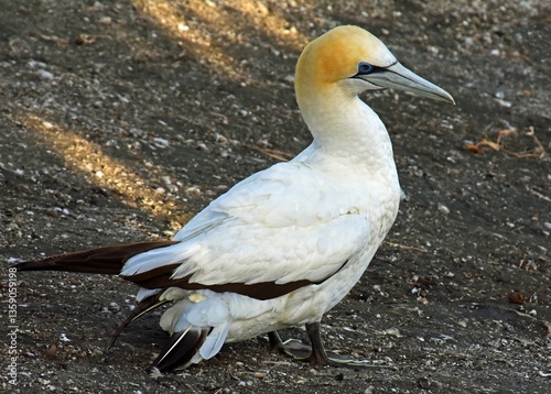 close up of an australasian gannett at the muriwai gannet colony at otakamiro point on  muriwai beach on the west coast of the north island of new zealand photo