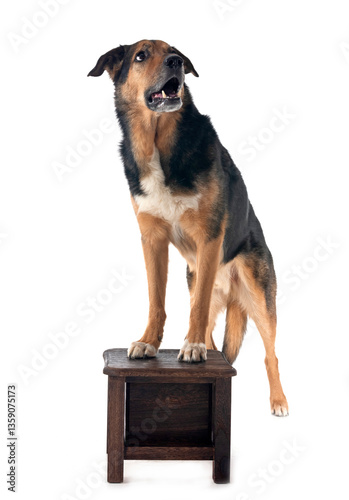 german shepherd mix breed photo