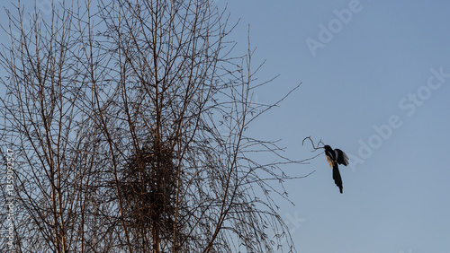 MAGPIE AND TREE - Bird is working on building a nest
