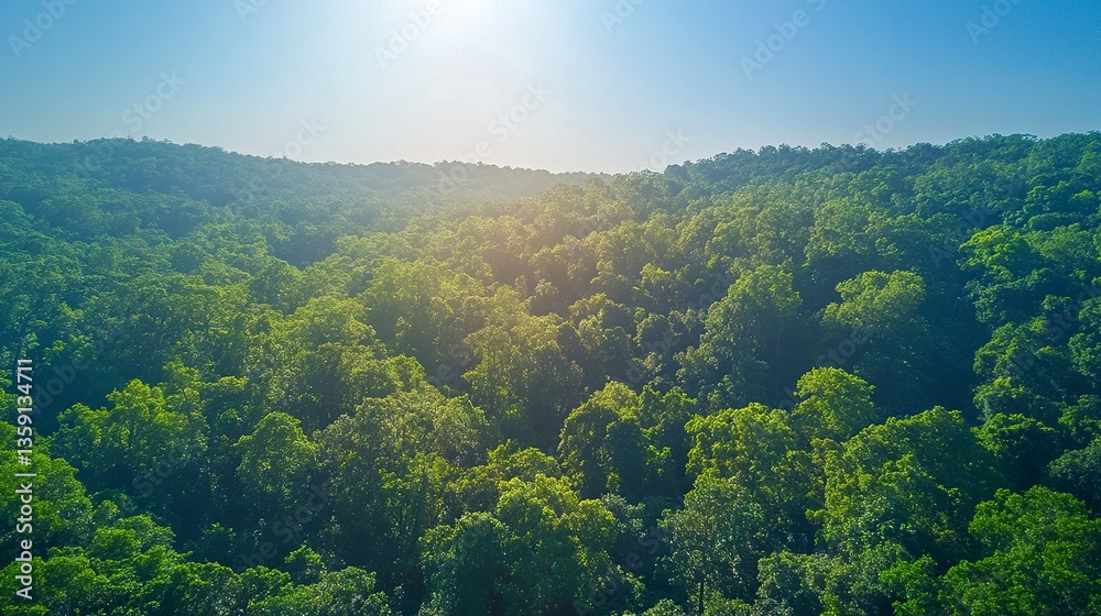 Lush green forest vibrant treetops under a bright clear blue sky wide-angle shot serene natural beauty. Lush green forest vibrant treetops under a bright clear blue sky wide-angle shot serene natural beauty.