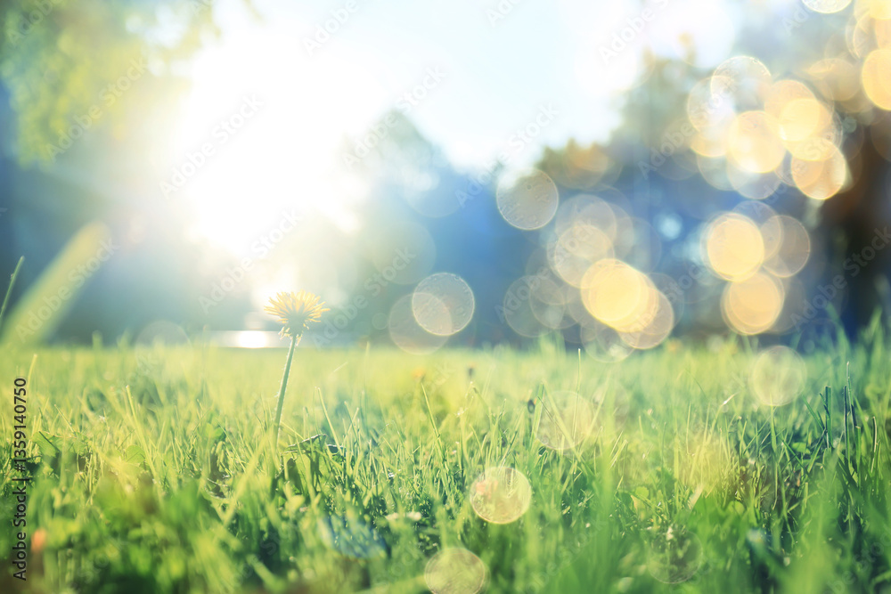 Fototapeta premium Spring green grass background, backdrop nature lawn