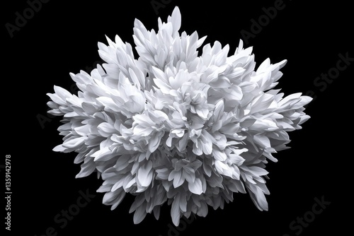 Abstract white floral burst against a black backdrop for use in design projects