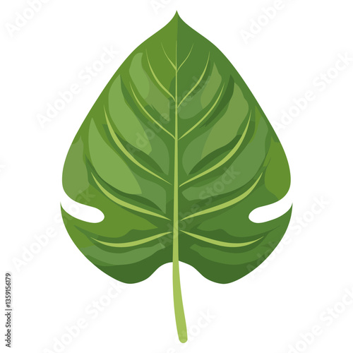 Tropical Peace lily leaf illustration nature plant vector