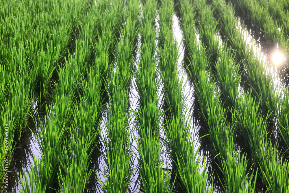Fototapeta premium Texture of green fresh grass, rice field close-up