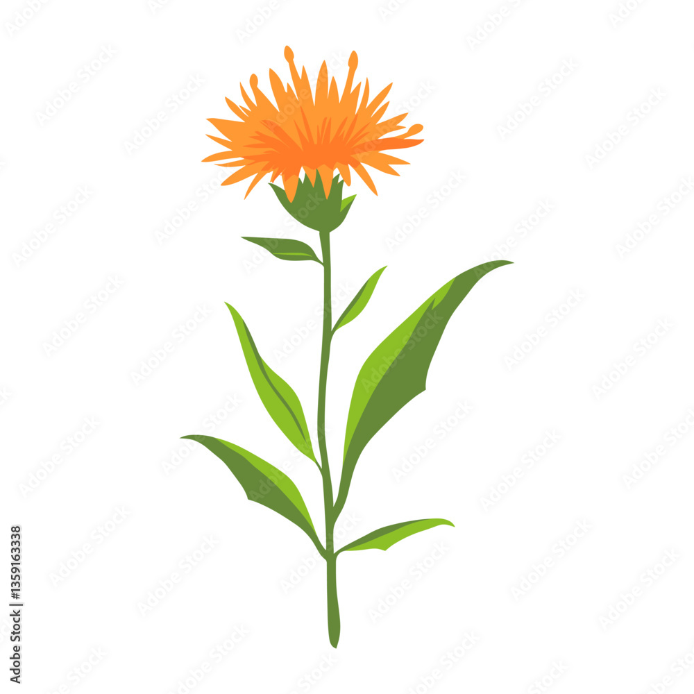 Fototapeta premium An orange Common Knapweed wildflower clip art illustration design plant vector