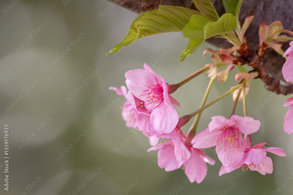 Obraz premium 満開に咲く早咲きの河津桜