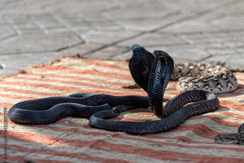 Snakes displayed on a woven mat in Marrakech's vibrant market atmosphere