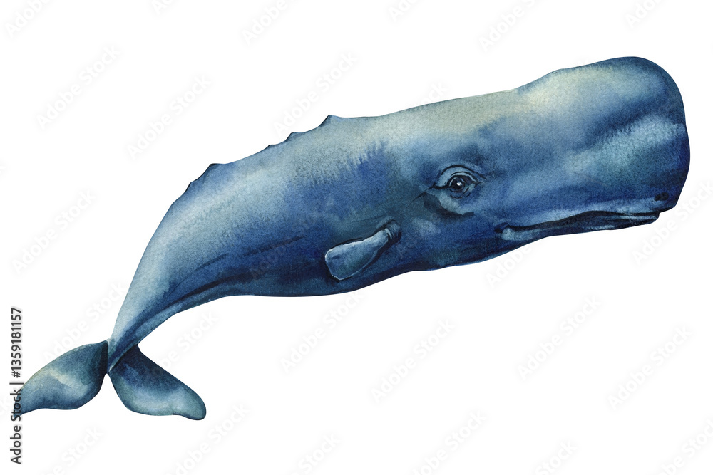 Fototapeta premium sperm whale watercolor illustration isolated, marine animal painting, ocean wildlife, underwater blue sea creature art