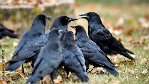A crow interacting with other crows, calling out and moving together in unison, creating an intriguing and social wildlife scene. photo