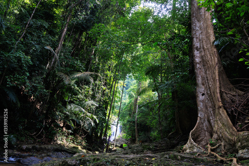 Deep rainforest scenery in south Thailand