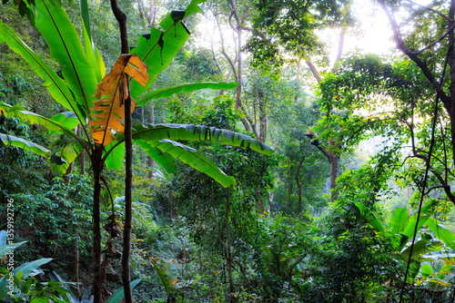 Deep green jungle in Doi Khun Tan national Park, Thailand