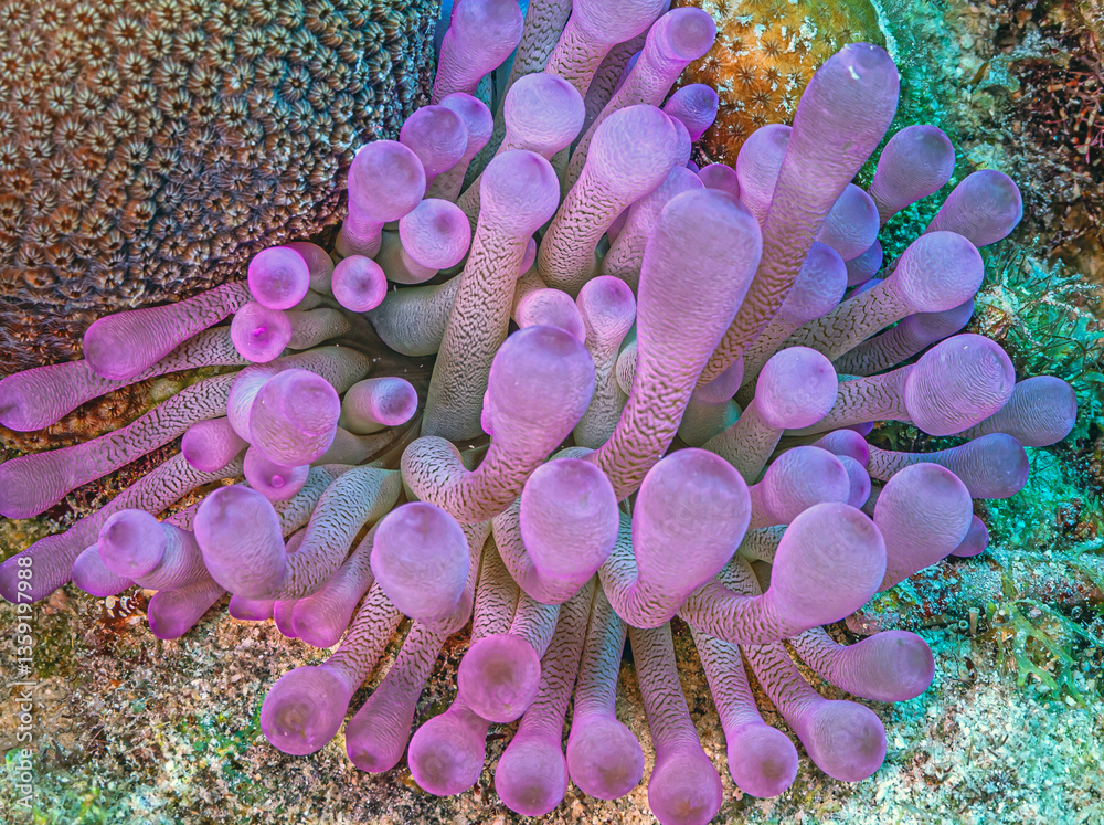 Sea anemones with small shrimp