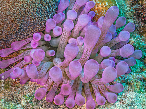 Obraz na płótnie Sea anemones with small shrimp w salonie