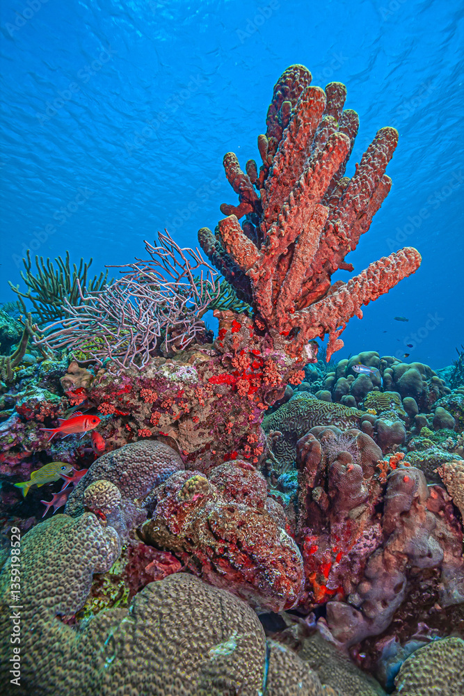 Caribbean coral garden, Bonaire