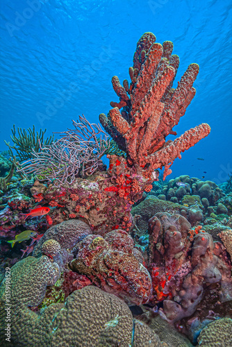 Obraz na płótnie Caribbean coral garden, Bonaire w salonie