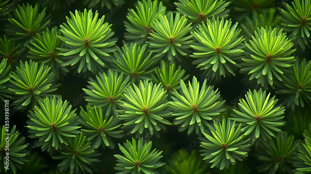 A dense grouping of vibrant green pine-like plant clusters create a lush nature-filled frame hinting at depth and a p A dense grouping of vibrant green pine-like plant clusters create a lush nature-filled frame hinting at depth and a p