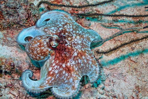 Caribbean reef octopus ,Octopus briareus