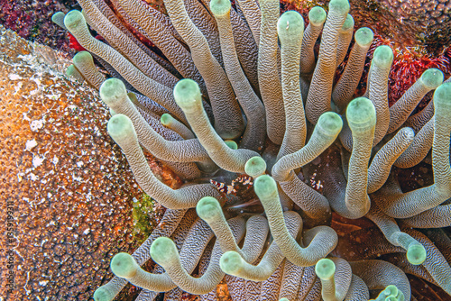 Obraz na płótnie Sea anemones with small shrimp w salonie
