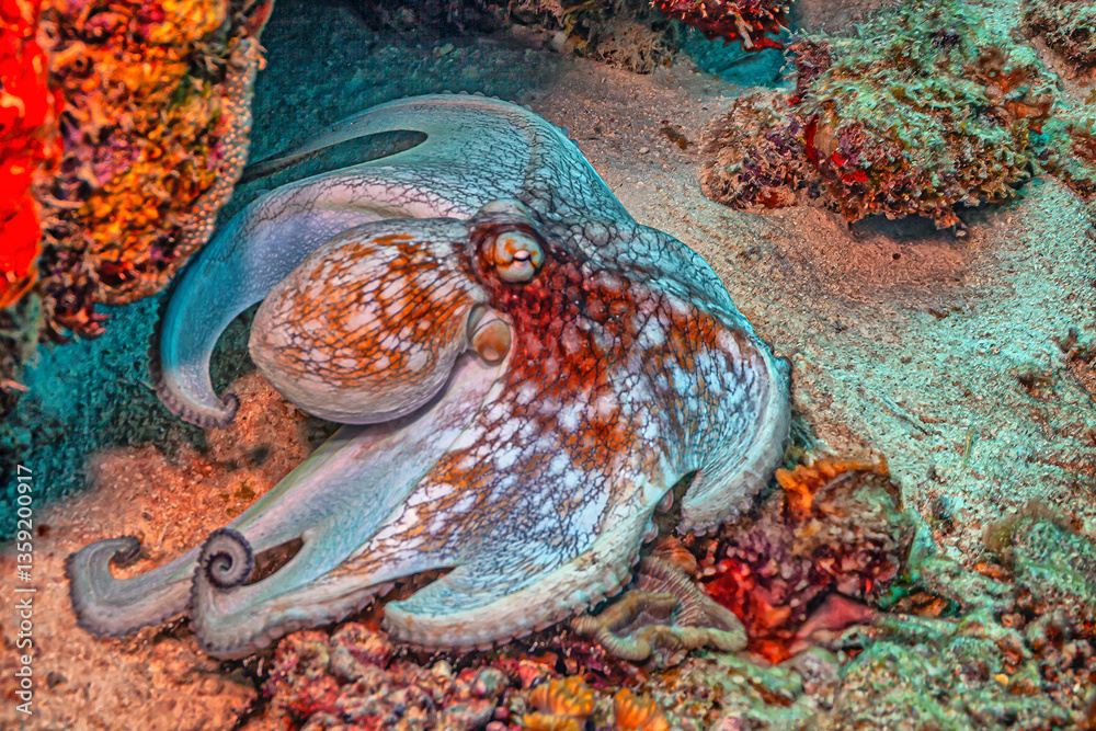 Caribbean reef octopus ,Octopus briareus