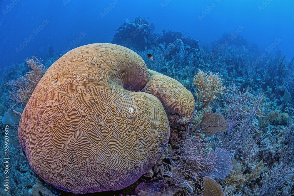 Caribbean coral garden, Bonaire
