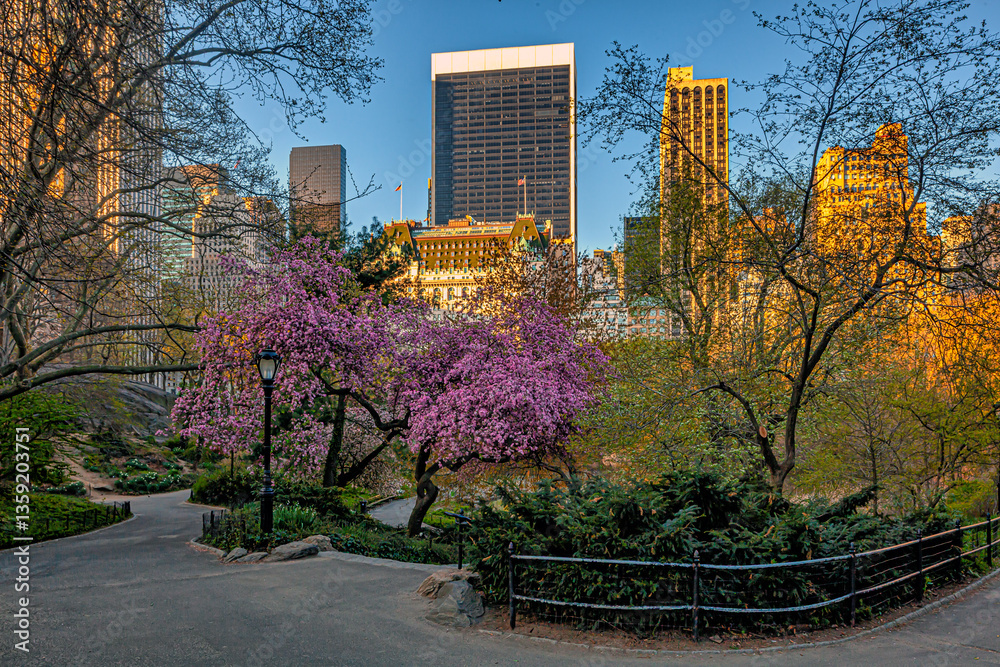 Central Park in spring, early morning