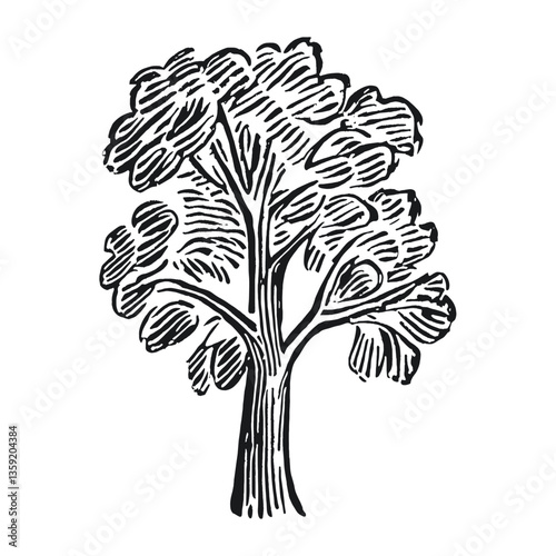 American sycamore tree drawing art sketch vector