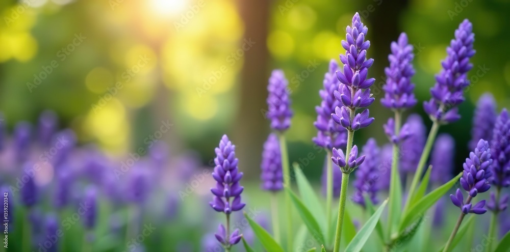 Obraz premium Blooming purple lavender flowers in a serene garden setting, tranquil, summer