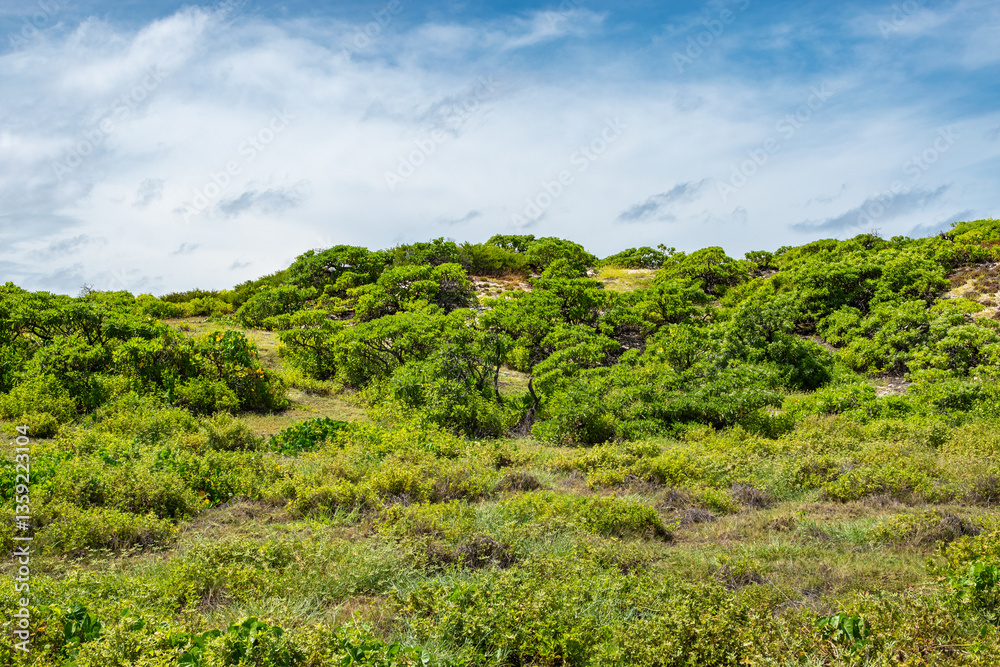 Tropical Nature with Green Vegetation on Cosmoledo Atoll, Seychelles.