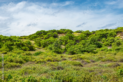Obraz na płótnie Tropical Nature with Green Vegetation on Cosmoledo Atoll, Seychelles. w salonie