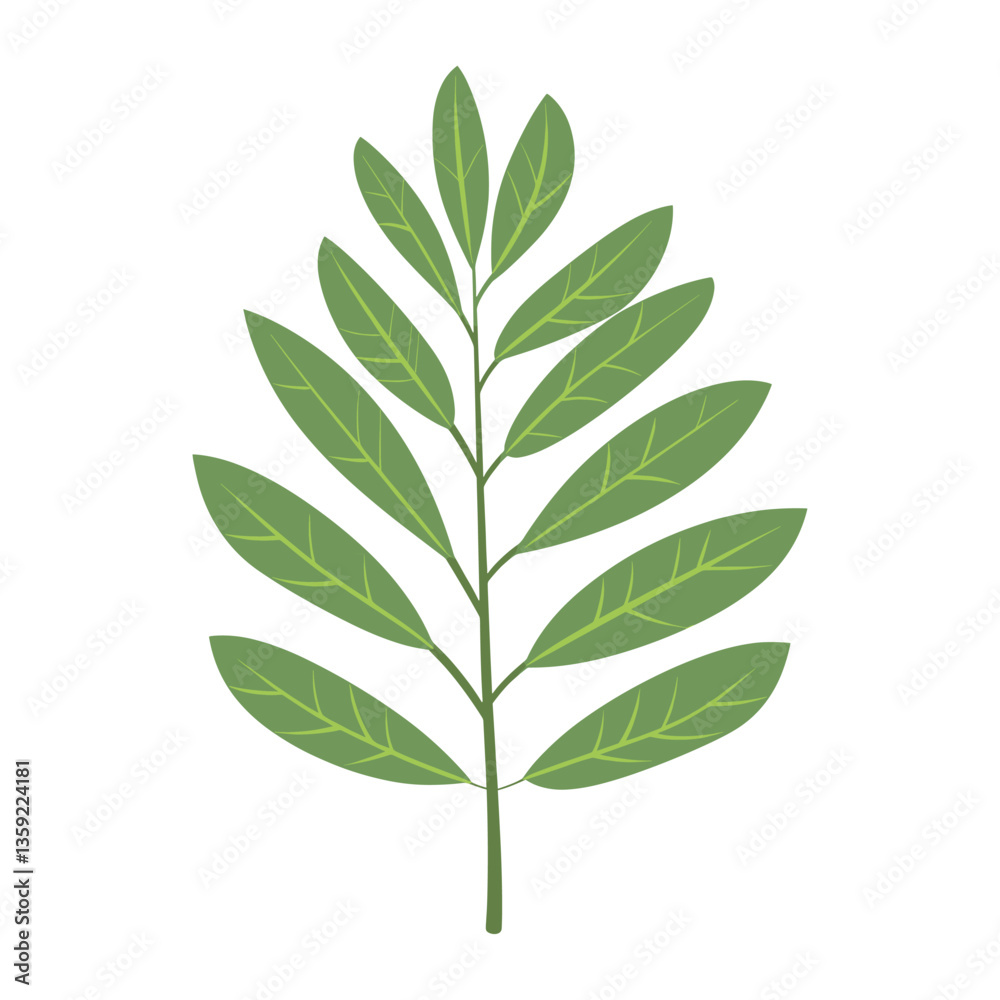 Front view of a simple green elongated trifoliate leaf illustration eco-friendly astragalus vector Front view of a simple green elongated trifoliate leaf illustration eco-friendly astragalus vector