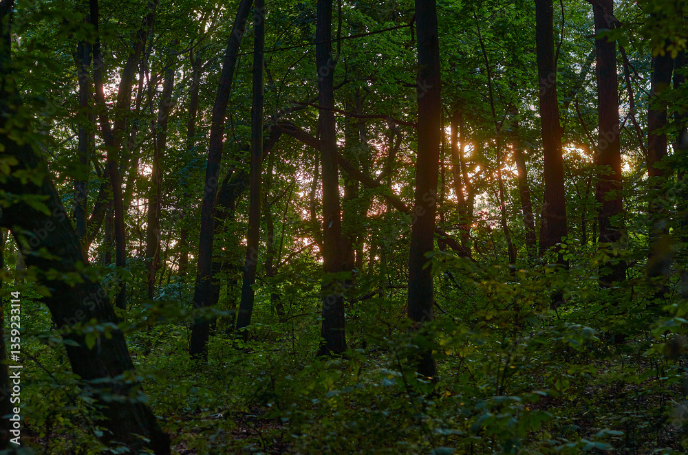 Naklejka premium beautiful fresh nature in Ukraine