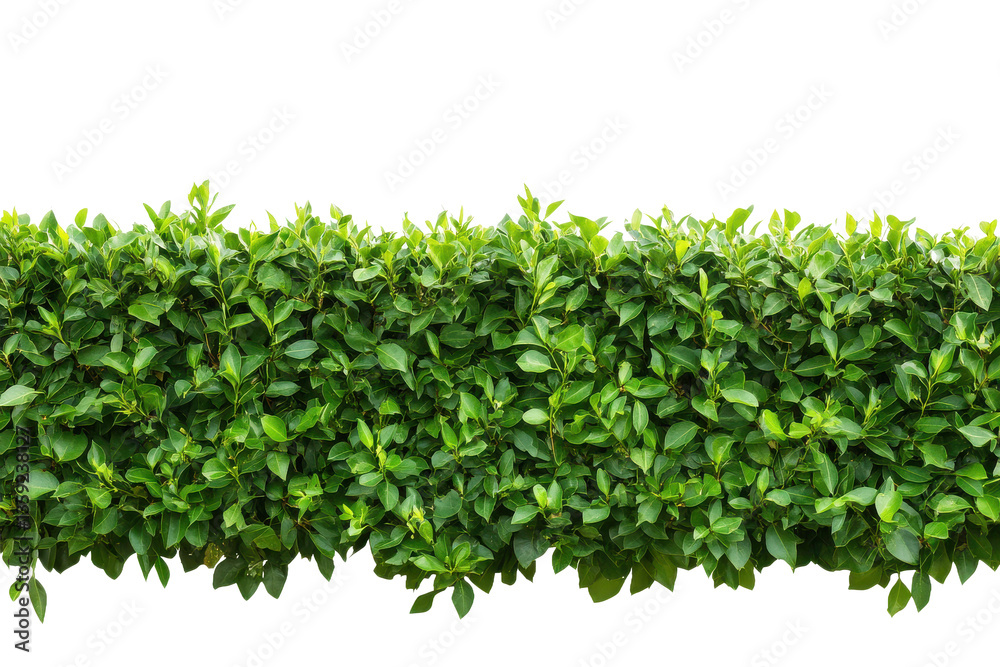 Obraz premium Lush green hedge trimmed neatly isolated on transparent background